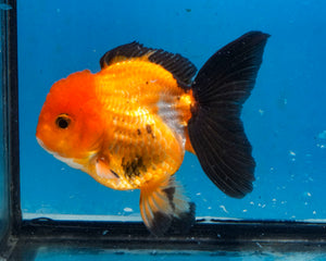 Apache Monster Oranda Goldfish Male (3.25 inches). Imported from Thailand