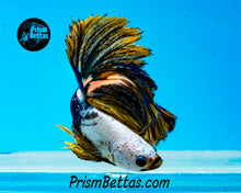 Load image into Gallery viewer, Marble Halfmoon Male