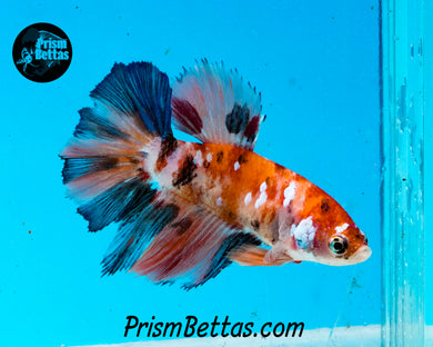 Candy Koi Halfmoon Female