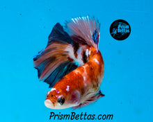 Load image into Gallery viewer, Candy Koi Halfmoon Female