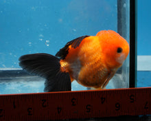 Load image into Gallery viewer, Apache Monster Oranda Goldfish Male (3.25 inches). Imported from Thailand
