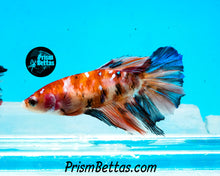 Load image into Gallery viewer, Candy Koi Halfmoon Female