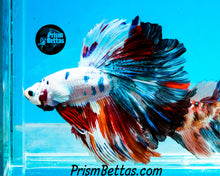 Load image into Gallery viewer, Marble Halfmoon Male