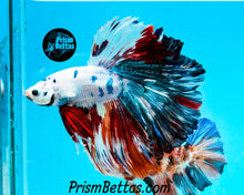 Load image into Gallery viewer, Marble Halfmoon Male