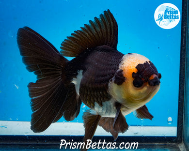 Panda Oranda Male (4.5 inch length) Imported from Thailand