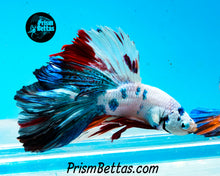 Load image into Gallery viewer, Marble Halfmoon Male