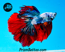 Load image into Gallery viewer, Marble Halfmoon Male