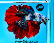 Load image into Gallery viewer, Marble Halfmoon Male