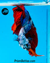 Load image into Gallery viewer, Marble Halfmoon Male