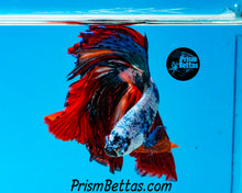 Load image into Gallery viewer, Marble Halfmoon Male