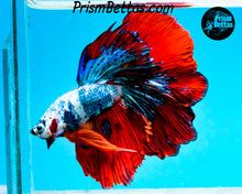 Load image into Gallery viewer, Marble Halfmoon Male