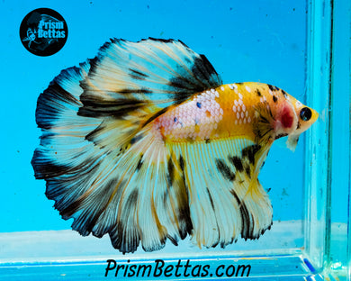 Yellow Marble Halfmoon Male