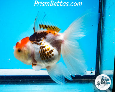 Tricolor Oranda Male (4.25 inch length) Imported from Thailand