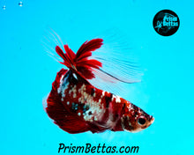 Load image into Gallery viewer, Red Copper Galaxy Koi Halfmoon Male