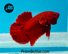 Load image into Gallery viewer, Red Halfmoon Plakat Male