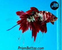 Load image into Gallery viewer, Red Copper Galaxy Koi Halfmoon Male