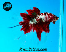 Load image into Gallery viewer, Red Copper Galaxy Koi Halfmoon Male