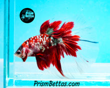 Load image into Gallery viewer, Red Copper Galaxy Koi Halfmoon Male
