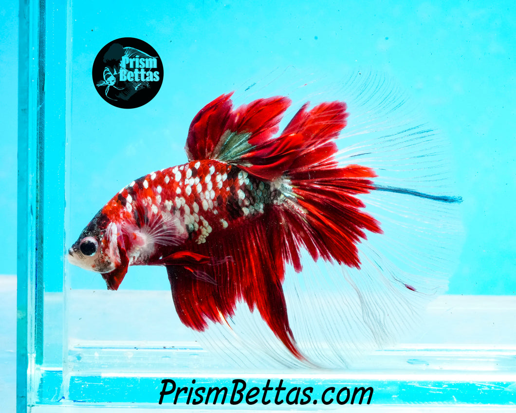 Red Copper Galaxy Koi Halfmoon Male