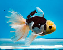 Load image into Gallery viewer, Panda Oranda Male (6 inches) Imported from Thailand