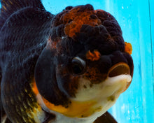 Load image into Gallery viewer, Apache Oranda Male (5 inches) Imported from Thailand