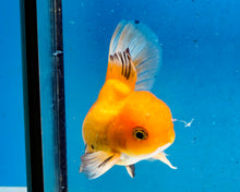 Load image into Gallery viewer, Monster Oranda Goldfish Male (3.25 inches). Imported from Thailand