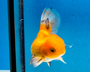 Monster Oranda Goldfish Male (3.25 inches). Imported from Thailand
