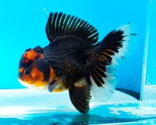 Load image into Gallery viewer, Apache Oranda Male (5 inches) Imported from Thailand