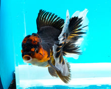 Load image into Gallery viewer, Apache Oranda Male (5 inches) Imported from Thailand