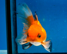 Load image into Gallery viewer, Monster Oranda Goldfish Male (3.25 inches). Imported from Thailand