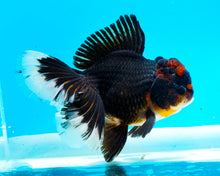 Load image into Gallery viewer, Apache Oranda Male (5 inches) Imported from Thailand
