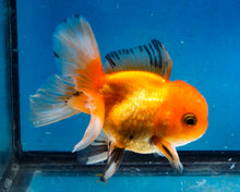 Load image into Gallery viewer, Monster Oranda Goldfish Male (3.25 inches). Imported from Thailand