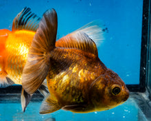 Load image into Gallery viewer, Bronze Goldcoin Shogun Godzillar Oranda Goldfish (3 inches). Imported from Thailand