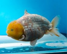 Load image into Gallery viewer, White Sharchu Male (5 inches) Imported from Thailand