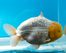 Load image into Gallery viewer, White Sharchu Male (5 inches) Imported from Thailand