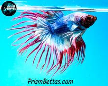 Load image into Gallery viewer, Grizzle Crowntail Male