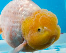 Load image into Gallery viewer, White Sharchu Male (5 inches) Imported from Thailand