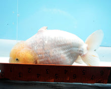 Load image into Gallery viewer, White Sharchu Male (5 inches) Imported from Thailand