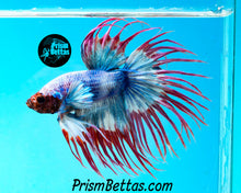 Load image into Gallery viewer, Grizzle Crowntail Male