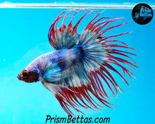 Load image into Gallery viewer, Grizzle Crowntail Male