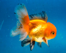 Load image into Gallery viewer, Monster Oranda Goldfish Male (3.25 inches). Imported from Thailand