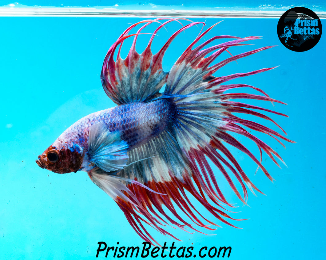 Grizzle Crowntail Male