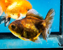Load image into Gallery viewer, Bronze Goldcoin Shogun Godzillar Oranda Goldfish (3 inches). Imported from Thailand