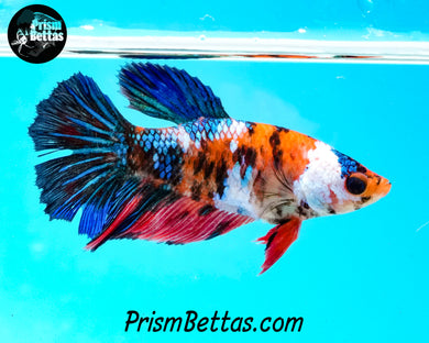 Candy Koi Halfmoon Female