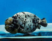 Load image into Gallery viewer, White Tiger Calico Ranchu Male (5 inches) Imported from Thailand