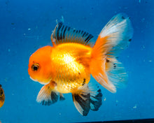 Load image into Gallery viewer, Monster Oranda Goldfish Male (3.25 inches). Imported from Thailand