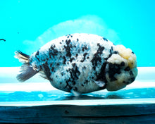 Load image into Gallery viewer, White Tiger Calico Ranchu Male (5 inches) Imported from Thailand