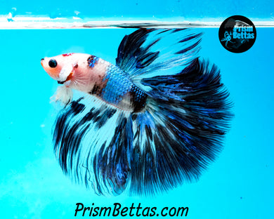 Blue Koi Halfmoon Male