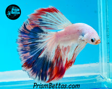 Load image into Gallery viewer, Marble Halfmoon Male