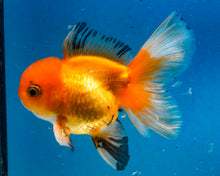 Load image into Gallery viewer, Monster Oranda Goldfish Male (3.25 inches). Imported from Thailand